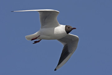 Black-headed gull flying on the blue sky