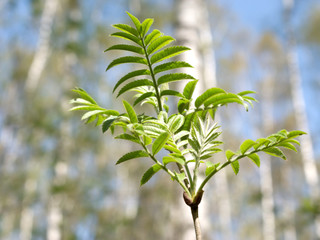 Single branch with green leaves sloseup