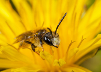 Male Mining Bee