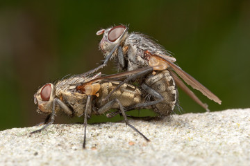 Cluster Flies Mating