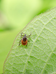 hungry tick