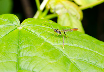 Schlupfwespe sonnt sich auf Blatt