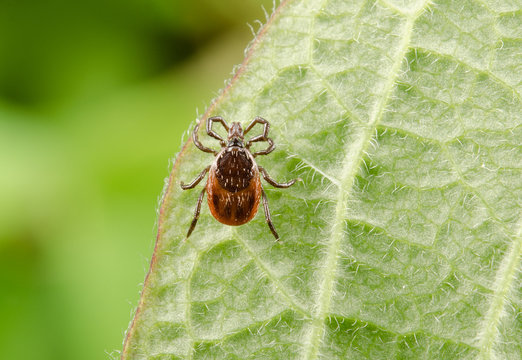 hungry tick, crop