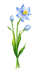 Watercolour flower narcissus