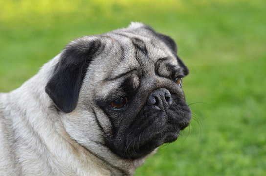 Mops Mickey