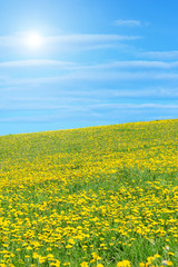 Fototapeta premium Löwenzahnwiese