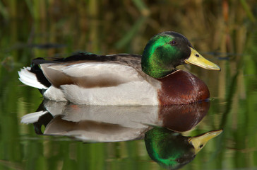 Mallard Duck (Anas platyrhynchos)