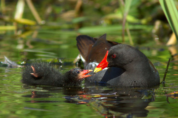 Moorhen and Chick (Gallinula chloropus)