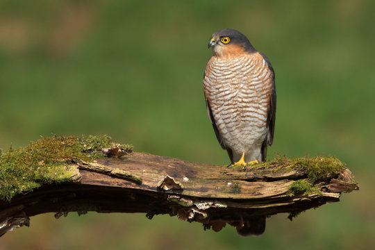 Sparrowhawk (Accipiter Nisus)