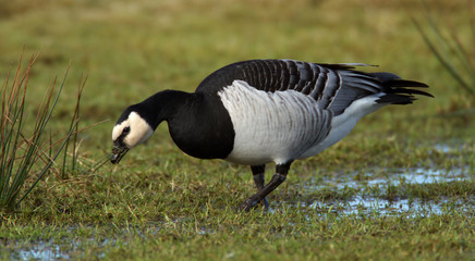 Barnacle Goose (Branta leucopsis)