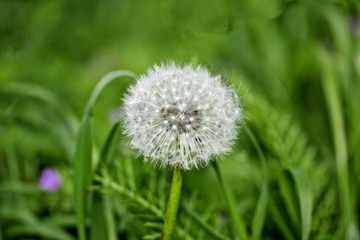 Taraxacum officinale or a dandelion
