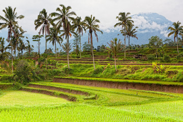 Fototapeta na wymiar terrace rice fields, Bali, Indonesia