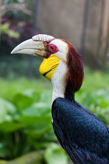Rhinoceros Hornbill perched on a branch