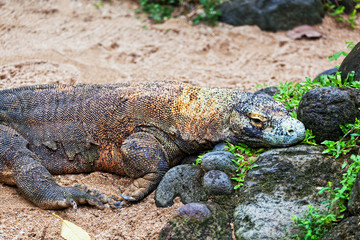 Obraz premium Komodo dragon, Varanus komodoensis, is biggest living lizard
