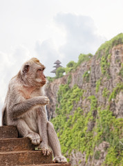 Wild monkey against the temple to Uluvat, Bali, Indonesia