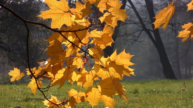 Yellow autumn leaves swings on wind
