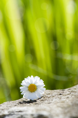 Gänseblümchen © DoraZett