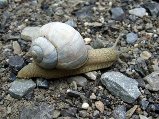 Weinbergschnecke