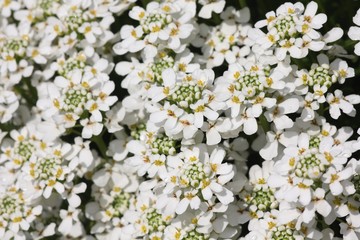 many white little flowers background