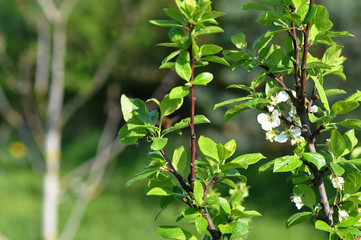 Gro&szlig;er Wollschweber