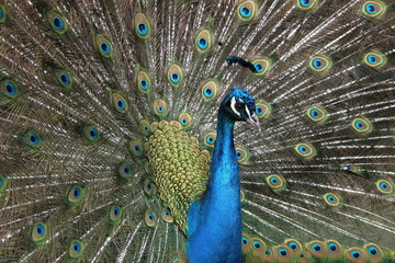 Fototapeta premium Peacock