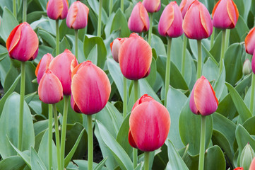 Obraz premium tulip in flower field