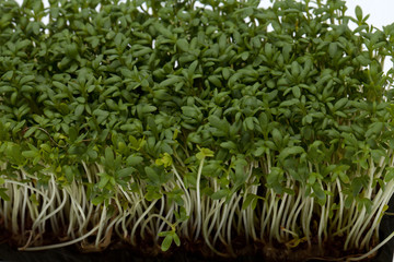 Cress seedlings isolated on white backgroun