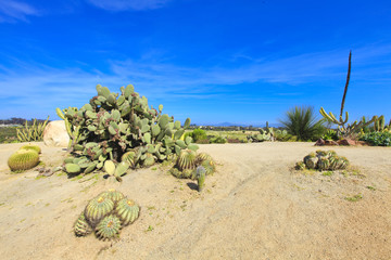 Balboa park in San Diego, cactus garden with desert.
