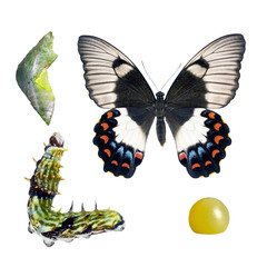 Butterfly, Orchard Swallowtail, Papilio Aegeus, lifecycle stages