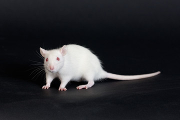 white rat