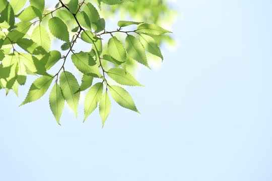 若葉の輝き