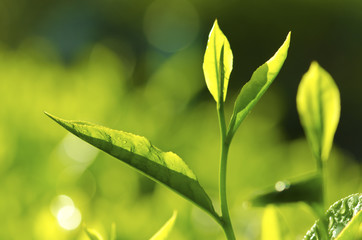 Tea Leaf