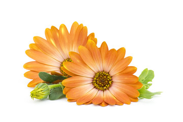 calendula flowers