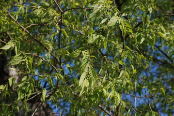 Obraz premium nature