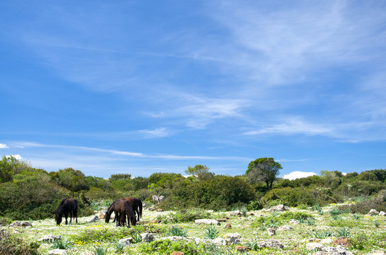 Giara di Gesturi e cavalli bradi, in Sardegna