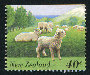 Obraz premium Flock of Sheep and Lambs