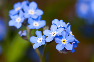 Obraz premium beautiful blue flowers