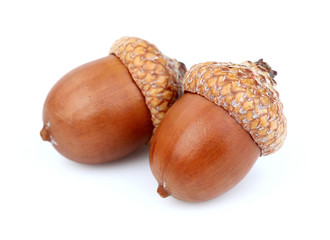 Two dried acorns