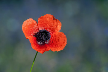 Papaver Rhoeas