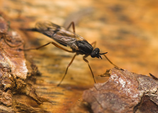 Ichneumonidae Xylophagus ater