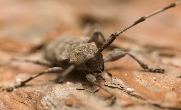 Acanthocinus aedilis