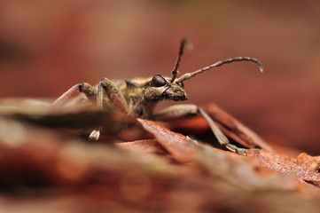 Rhagium inquisitor