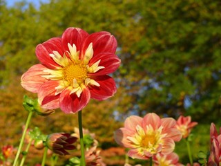 Blüte rot gelb