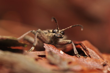 Rhagium inquisitor