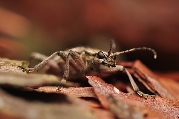 Rhagium inquisitor