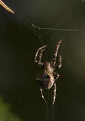 Araneus angulatus
