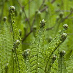 fern