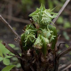 fern