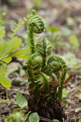 fern