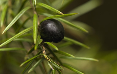 Fruit juniper